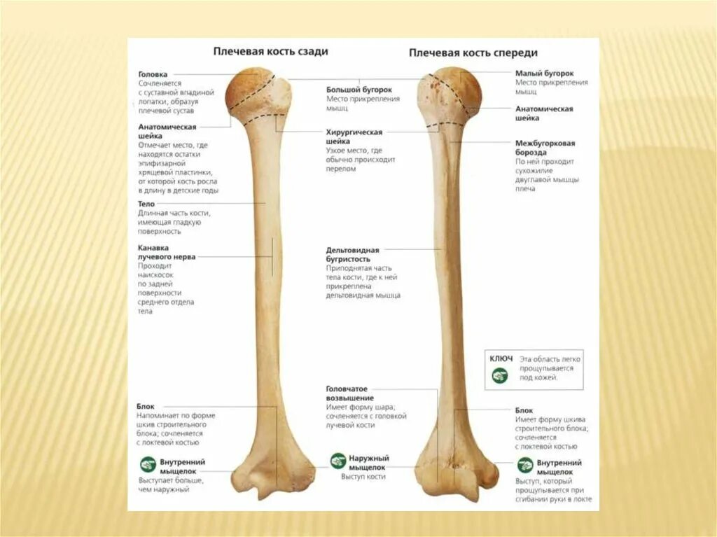 Плечевая кость строение медунивер. Плечевая кость анатомия латынь. Плечевая кость анатомия на скелете. Плечевая кость строение на латыни.