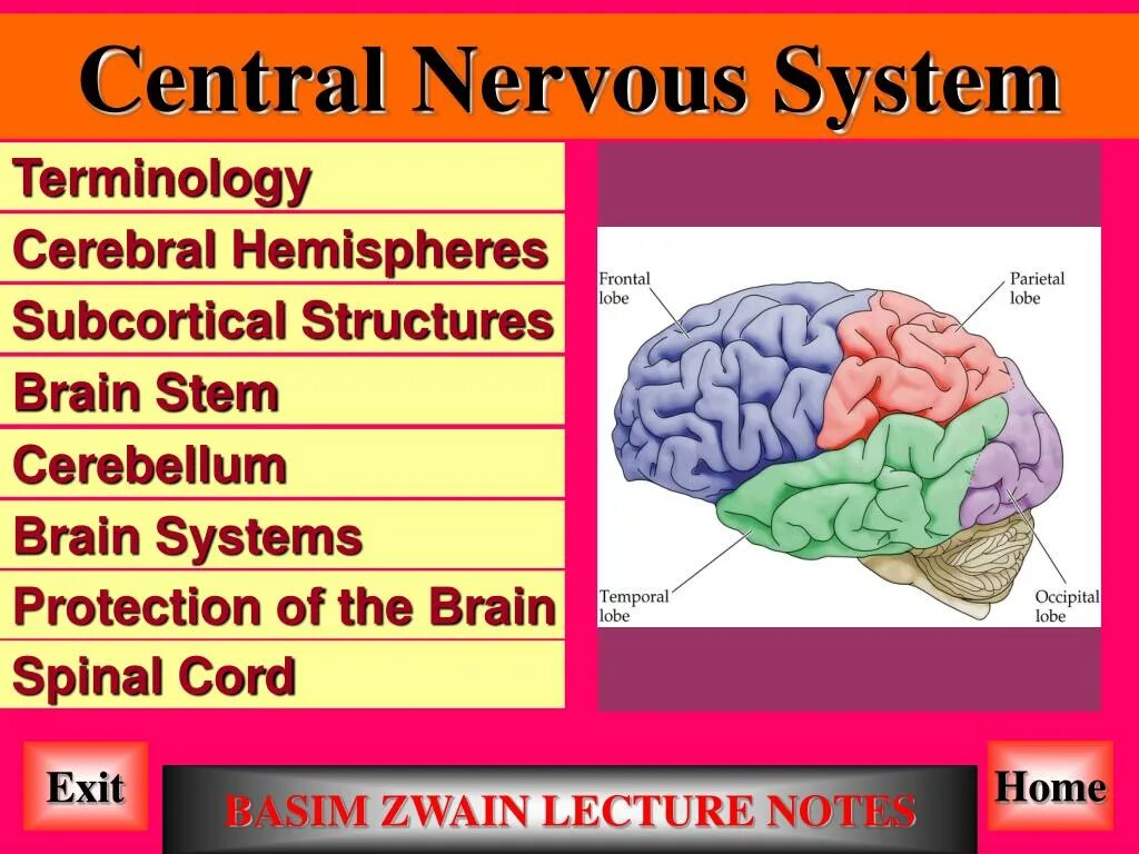 Central nervous System Brain. Central nervous System structure. Subcortical structures of the Brain. Central nervous System Anatomy.