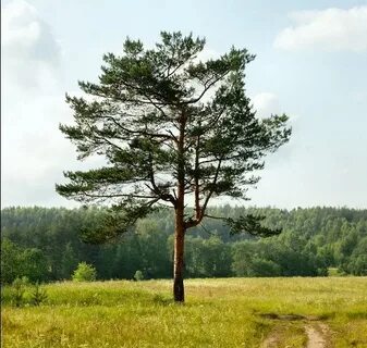 Сосна воронеж