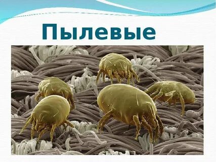 Что делают пылевые клещи