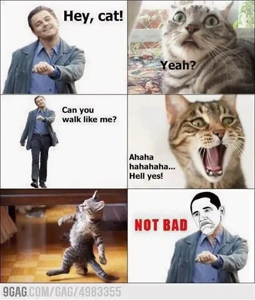 Мемы дня с котами Мемы про котов. Выбор редакции Funny mems, Funny pictures, Funny