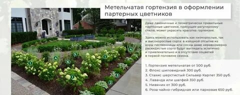 Расстояние между гортензиями при посадке