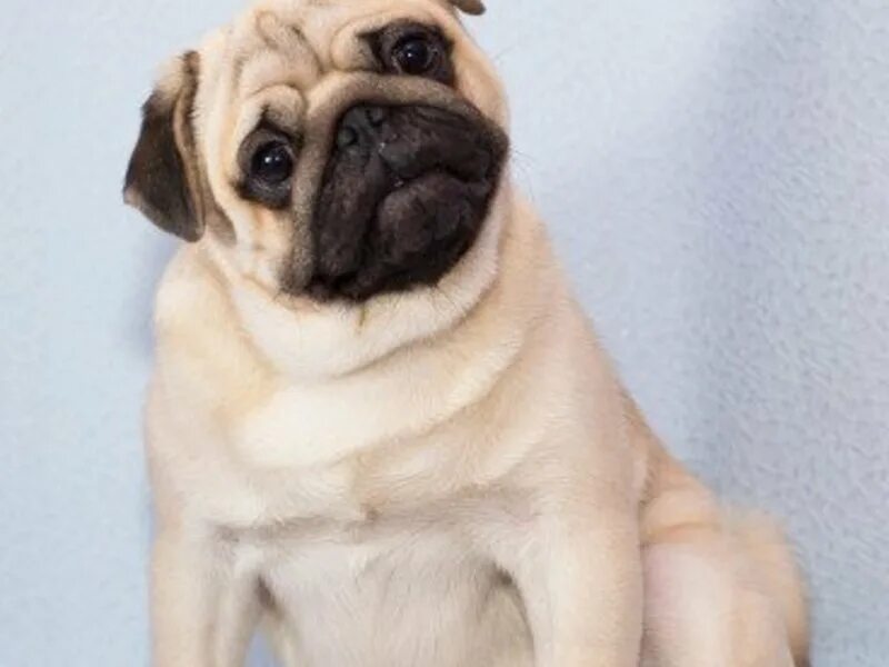 Мопс породы собак. Где мопс. Мини мопс. Где мопс. Где мопс.