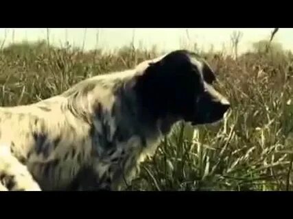 Cane videos