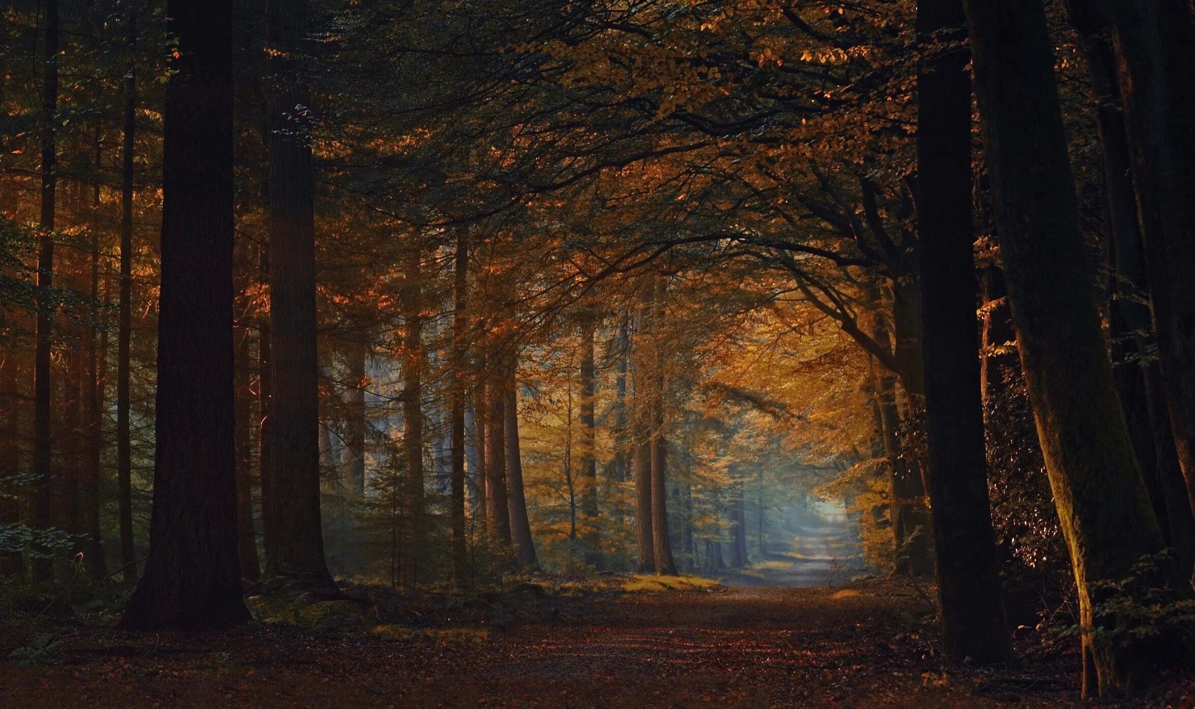 The trees fall across the road. Вечерний лес. Лес вечером. Осенний Вечерний лес. Ночной осенний лес.