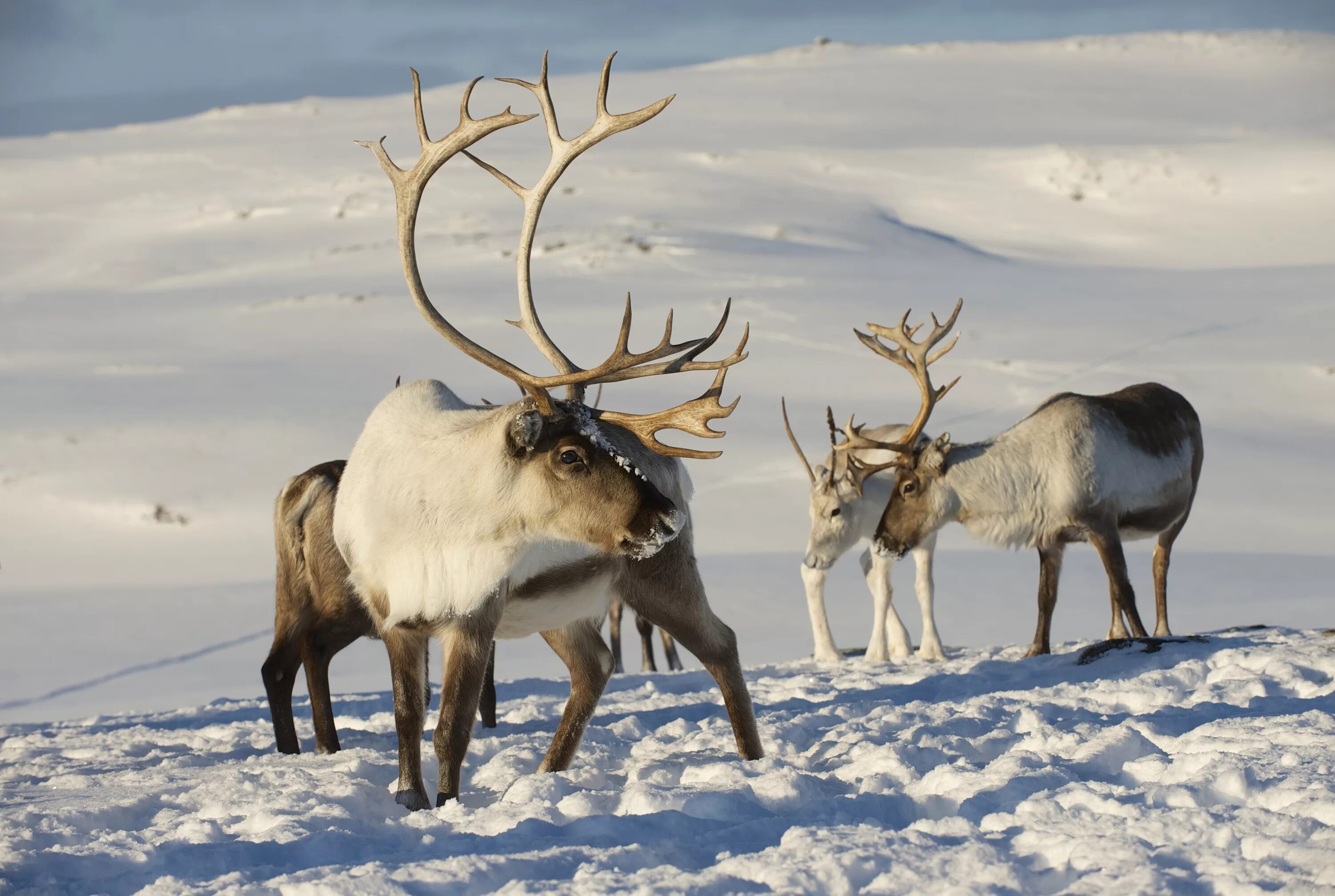 Северный олень в тундре. Новоземельский северный олень. Ареал обитания оленей. Сибирский тундряной северный олень. Сообщение про северного оленя.