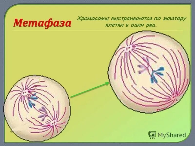 Хромосомы выстраиваются по экватору в фазе. Метафаза 1 кратко. Метафаза. Хромосомы выстраиваются по экватору клетки. Хромосомы по экватору клетки.