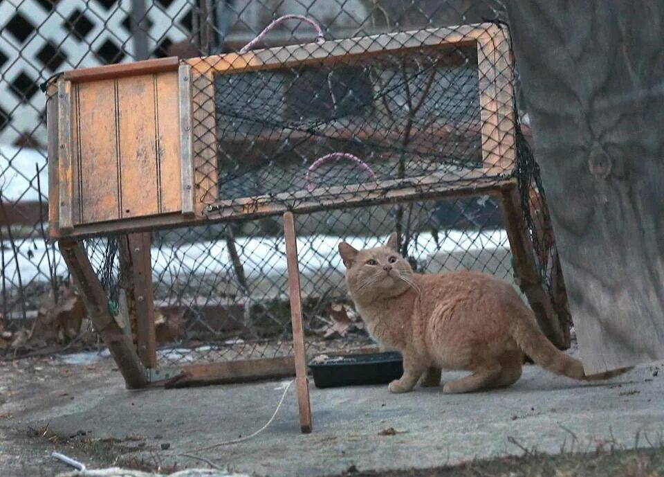 Догони кота. ЛОВУШКА для дикого кота. Ловушки для диких котов. ЛОВУШКА для бродячих кошек.