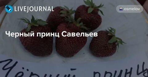 Описание клубники черный принц фото отзывы