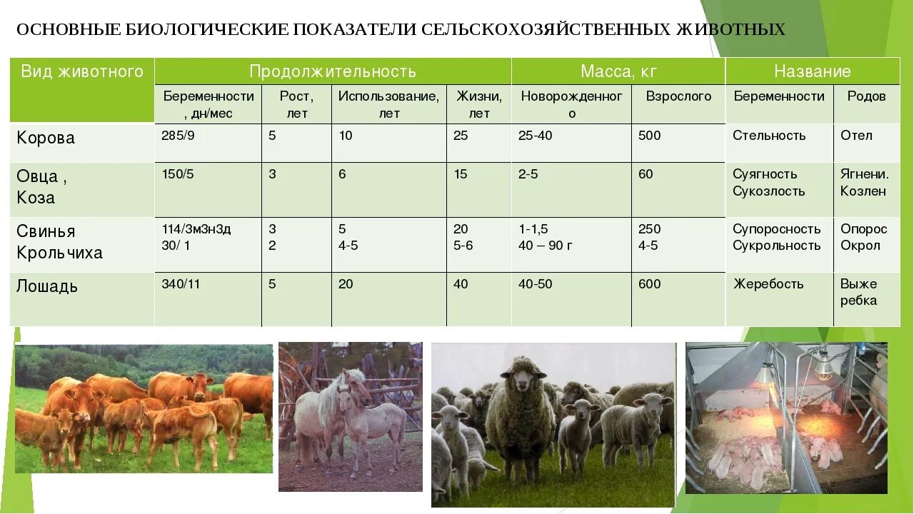 Основные биологические показатели сельскохозяйственных животных. Типы сельскохозяйственных животных. Таблица сельскохозяйственных животных. Основная продукция крупного рогатого скота. Что значит сх