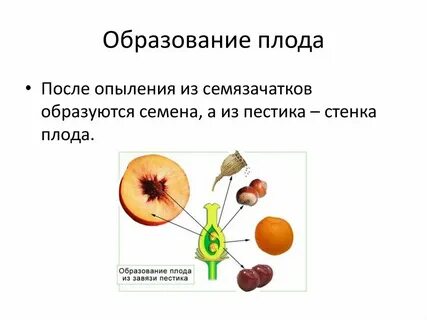Околоплодник плода образуется из