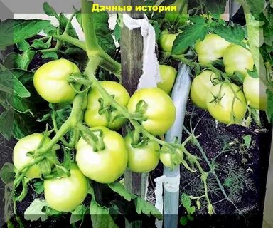 Томат консервный описание