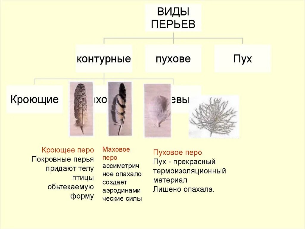 Виды перьев биология. Функции перьев у птиц биология 7 класс. Виды перьев. Виды перьев таблица. Типы перьев птиц таблица.
