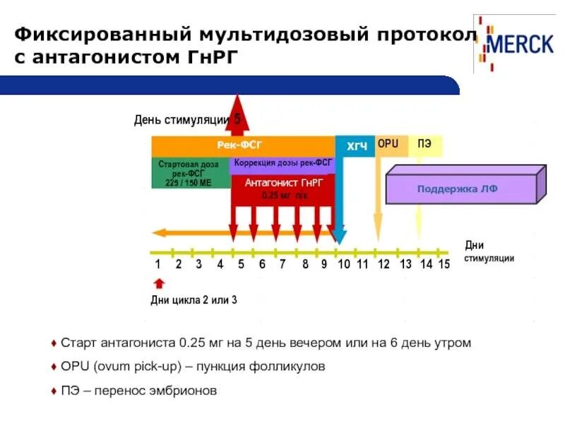 По дням коротком протоколе. Этапы эко по дням цикла подробно короткий протокол. Стимуляция овуляции короткий протокол эко. График короткого протокола эко. Длинный протокол эко по дням цикла.