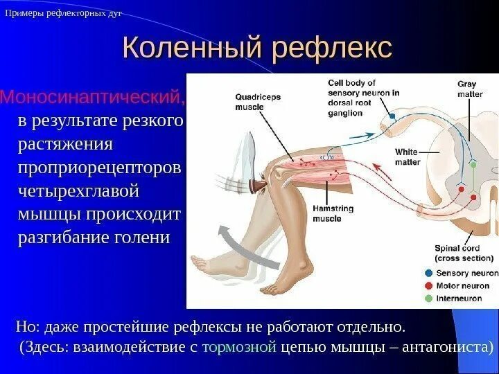 Содержат центры ориентировочных рефлексов