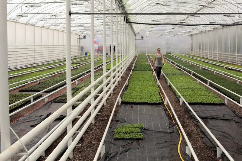 овощевод тепличное. тепличные хозяйства приморский край. тепличный комплекс в переслегино. тепличное хозяйство лазурное. сх оао "овощевод".