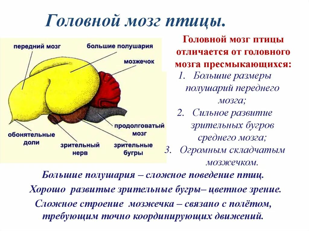 Передний мозг у птиц функции