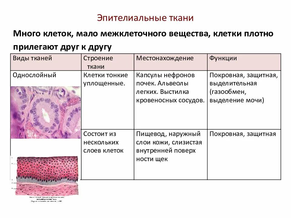 4 группы тканей животных. Эпителиальная ткань особенности строения и функции. Однослойный плоский эпителий функции. Однослойный эпителий функции. Однослойный эпителий строение и функции.