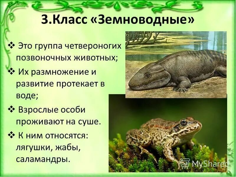 Жаба к какой группе животных относится. Лягушка относится к группе. Лягушка относится к группе земноводных. К какой группе относятся лягушки и жабы. К какой группе относятся лягушки и жабы.