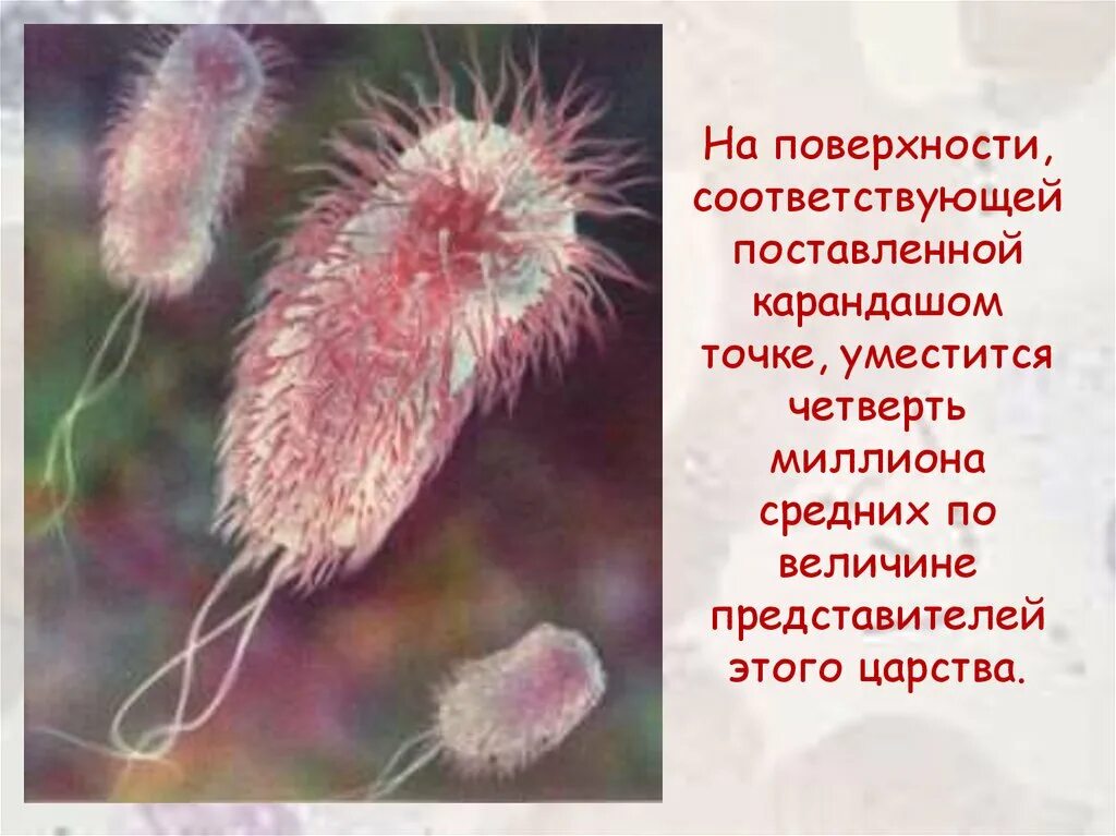 Эукариоты кишечная палочка. Кишечная палочка Escherichia coli. Перитрихи кишечная палочка. Кишечная палочка фото.