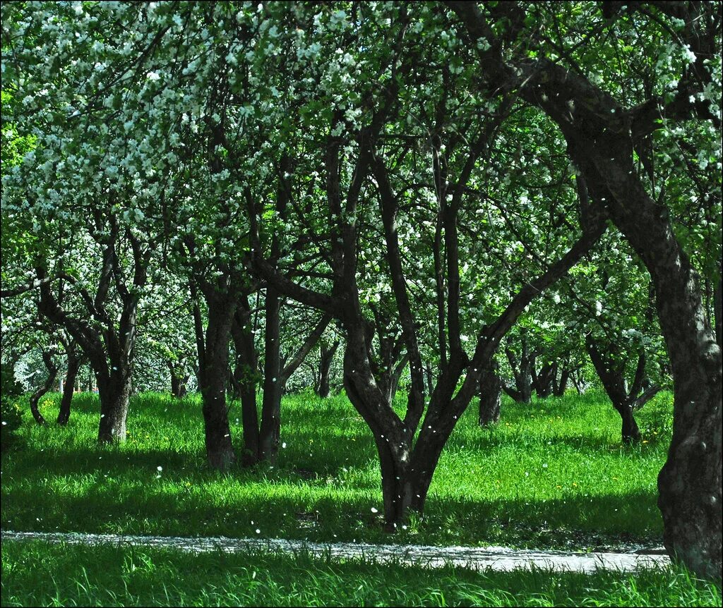 сады краснодарского края станица. краснодарский край, брюховецкий р-н, станица новоджерелиевская. краснодар ставропольская цветет. дом в краснодарском крае. парк в станице марьянская.