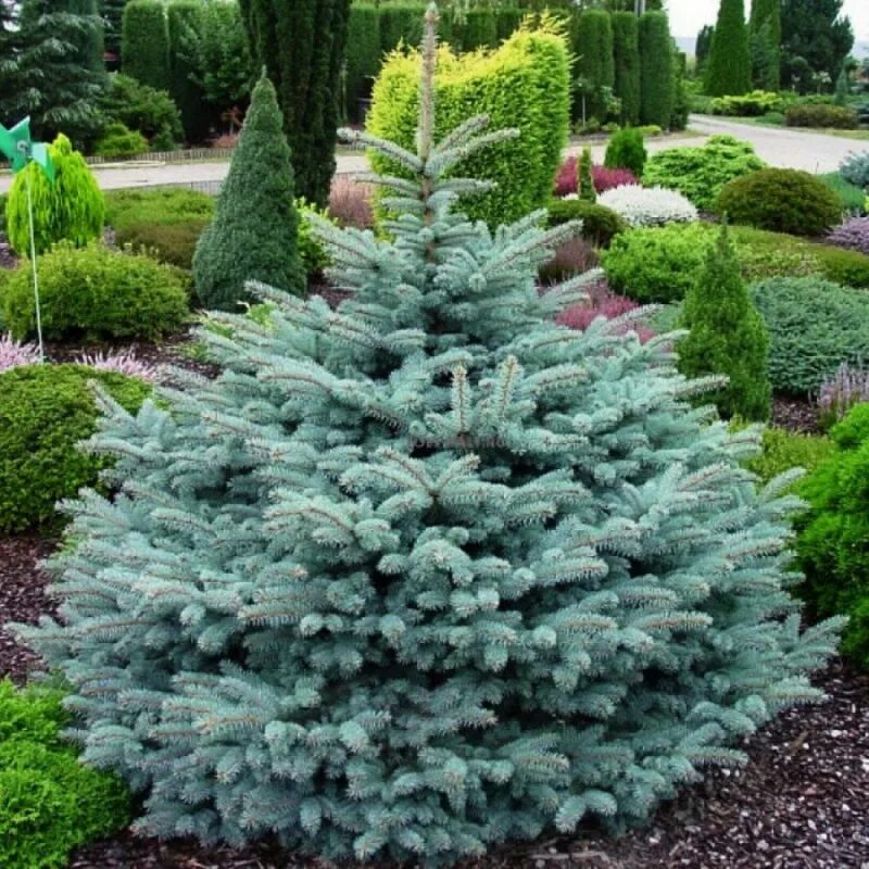 Низкорослые хвойные. Picea pungens 'glauca globosa'. Ель колючая glauca. Ель колючая Bialobok. Ель колючая Глаука Глобоза.