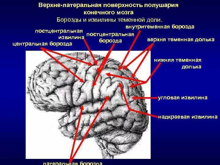 Конечный мозг доли борозды извилины. Борозды и извилины нижней поверхности мозга. Надкраевая извилина теменной доли. Внутритеменная борозда теменной доли. Извилины долей мозга