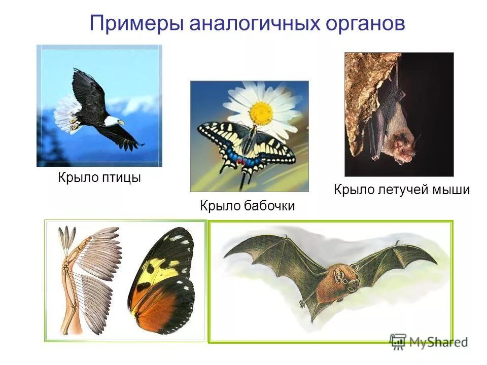 Аналогичные органы. Конвергенция аналогичные органы. Аналогичные примеры. Гомологичные органы растений примеры. Амоломологичные органы.