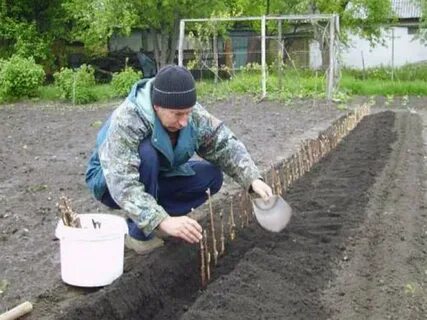 Куда посадить виноград