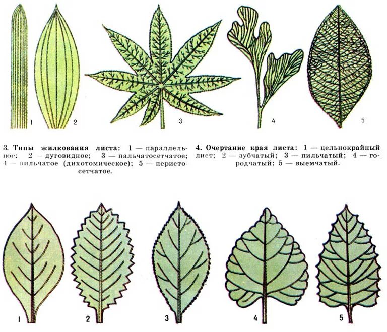 Почему у растений разные формы. Типы жилкования листовой пластинки листовой. Жилкование листьев клевера гибридного. Жилкование листа манго. Перисто краевое жилкование.