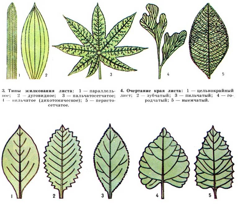 Линейная форма листа. Типы жилкования листовой пластинки листовой. Жилкование листьев клевера гибридного. Жилкование листа манго. Перисто краевое жилкование.