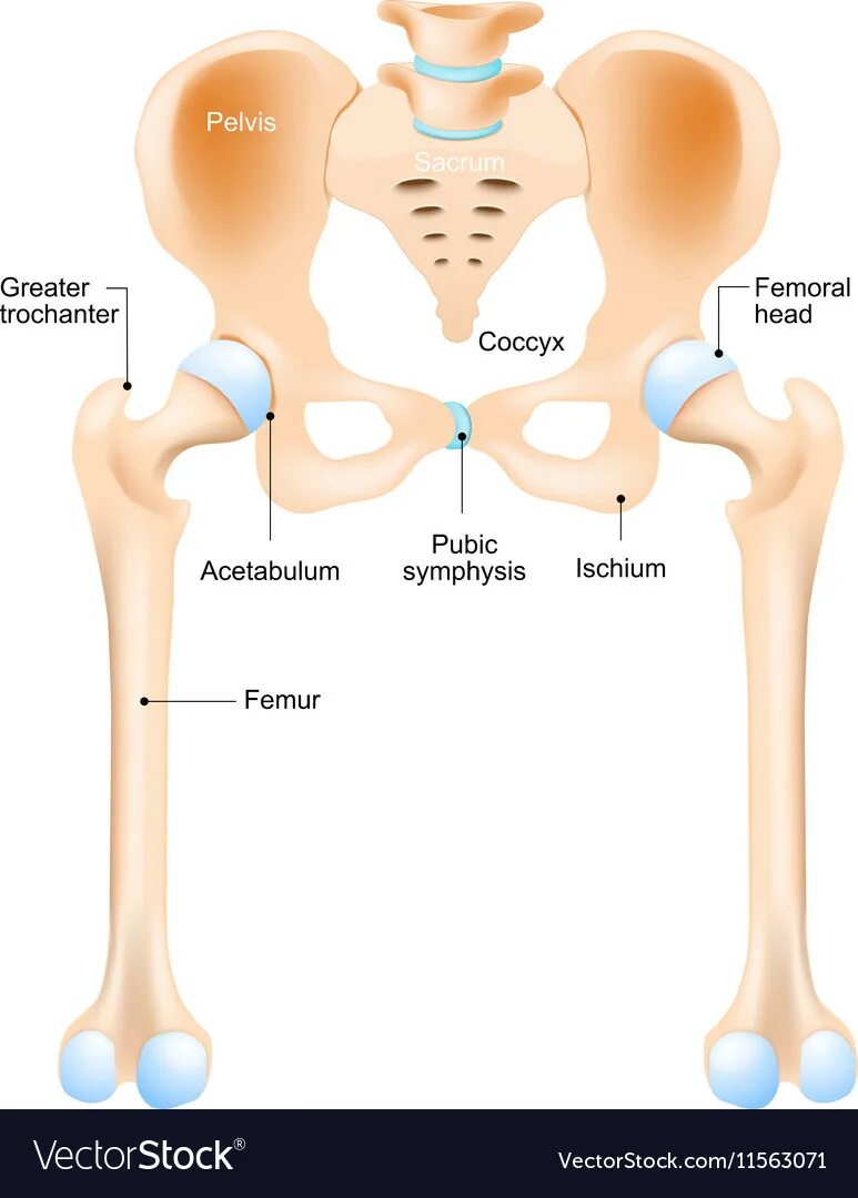 Тазовые кости и мочевой пузырь. Большие бедренные кости. Вертел бедренной кости.