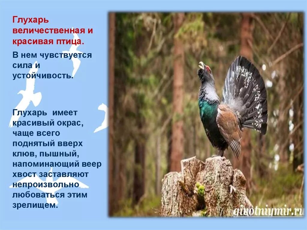 Глухарь где обитает природная. Глухарь описание. Глухарь птица вес. Глухарь среда обитания. Глухарь птица презентация.