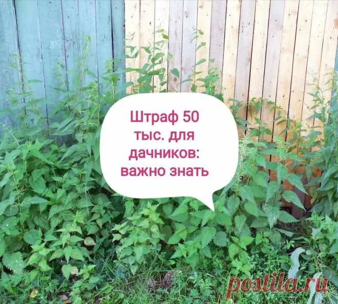 Новые штрафы для дачников в 2024 году. Штрафы для дачников. Новые штрафы для дачников. Фото штраф для дачников. Дачников накажут за цветы.