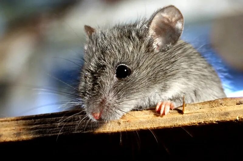 Мышь. Мышь животное. Мышка Живая. Серая мышь.