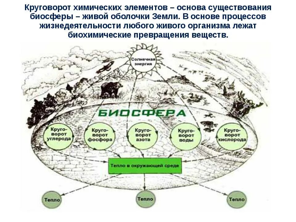 Влияние человека на оболочки земли. Основные элементы круговорота вещества в биосфере. Схема круговорота химического элемента. Круговорот хим элементов в природе схема. Круговорот химических элементов в биосфере схема.