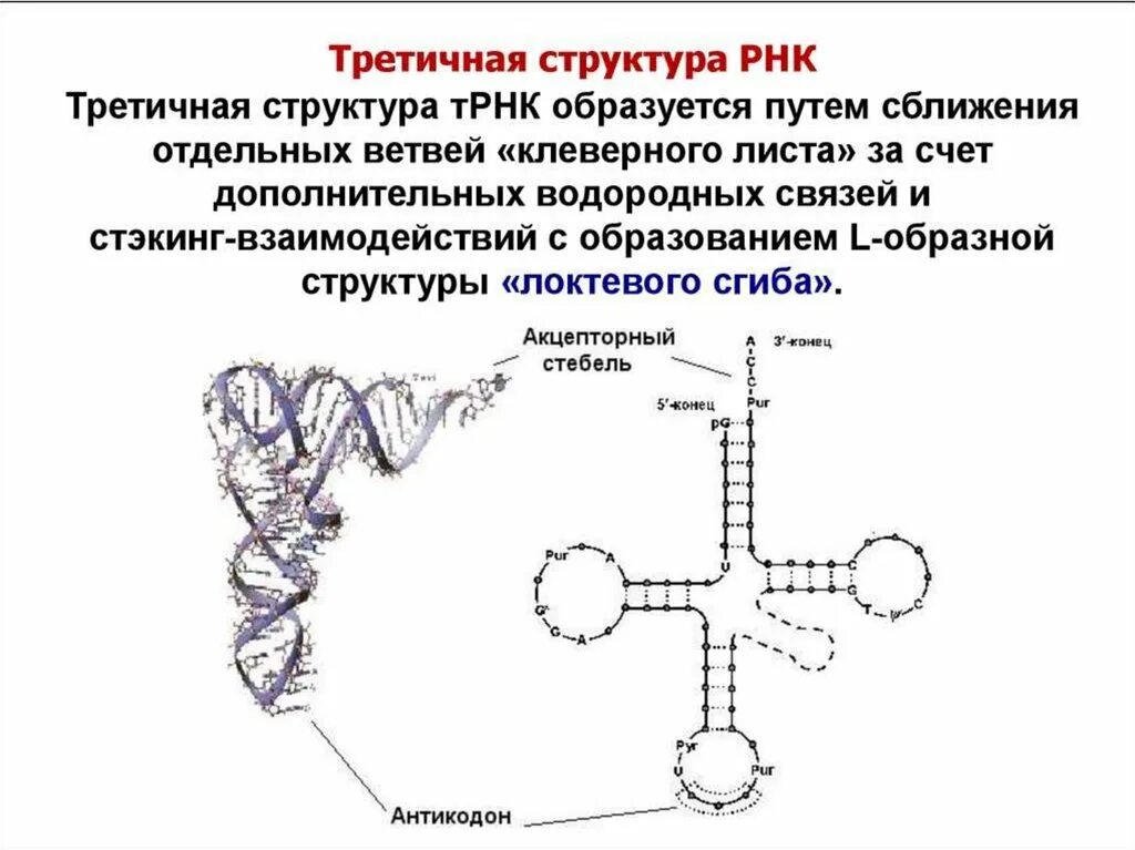 Характеристика первичной вторичной и третичной структуры РНК. Первичная вторичная и третичная структура ТРНК. Характеристика первичной вторичной и третичной структуры ТРНК. Вторичная и третичная структура РНК.