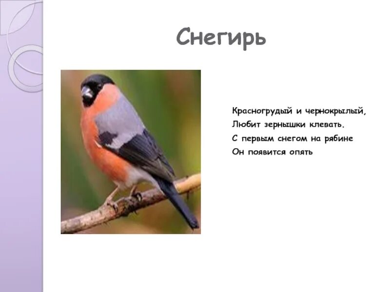 Снегирь птица поведение. Описание снегиря. Снегирь птица описание. Краткая информация о Снегире. Снегирь описание для детей.