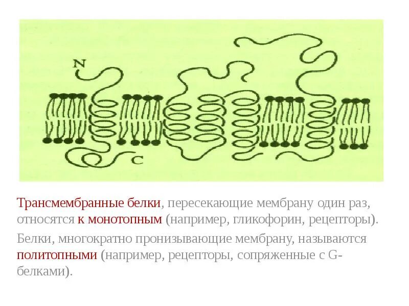 Поляну большими скачками пересекала белка 4. Типы мембранных g белков. Трансмембранный белок. Трансмембранные белки функции. Трансмембранные белки примеры.