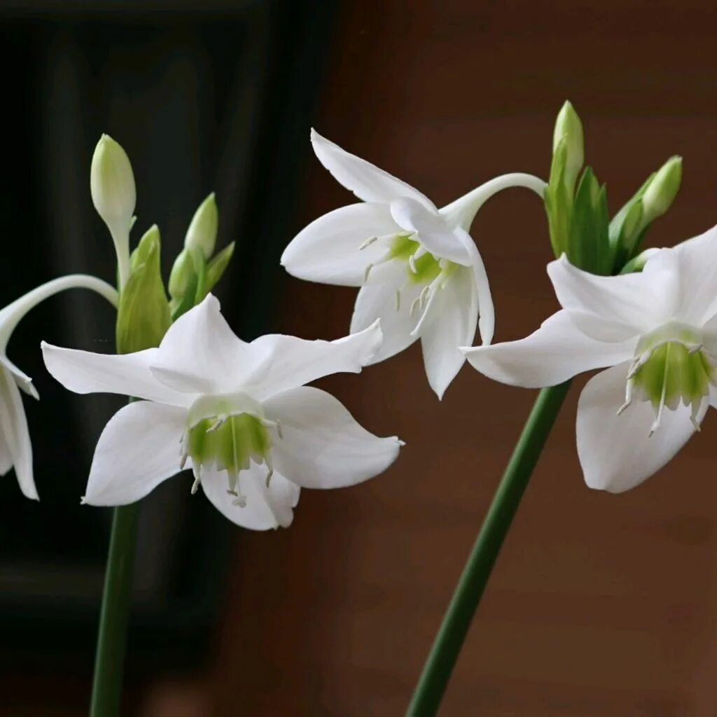 Белый цветок домашний название. Эухарис Амазонская Лилия. Лилия (Амазонская Лилия эухарис). Эухарис беззубчатый. Луковицы лилии эухарис.