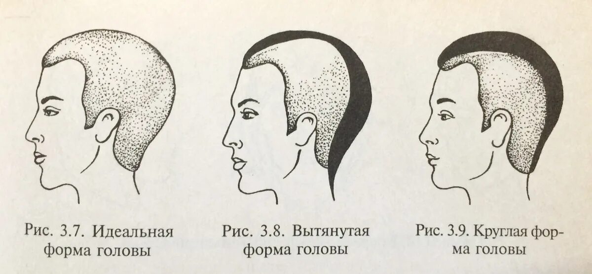 Выступающий затылок. Формы черепа и прически. Удлиненная форма головы. Округлая форма головы. Идеальная форма затылка.