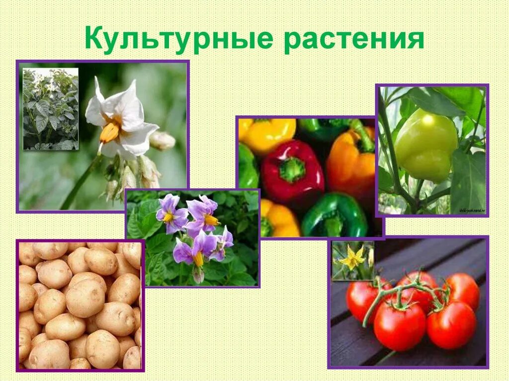 Какие культурные растения завезены. Культурные растения. Сорта культурных растений. Разнообразные культурных растений. Полезные культурные растения.