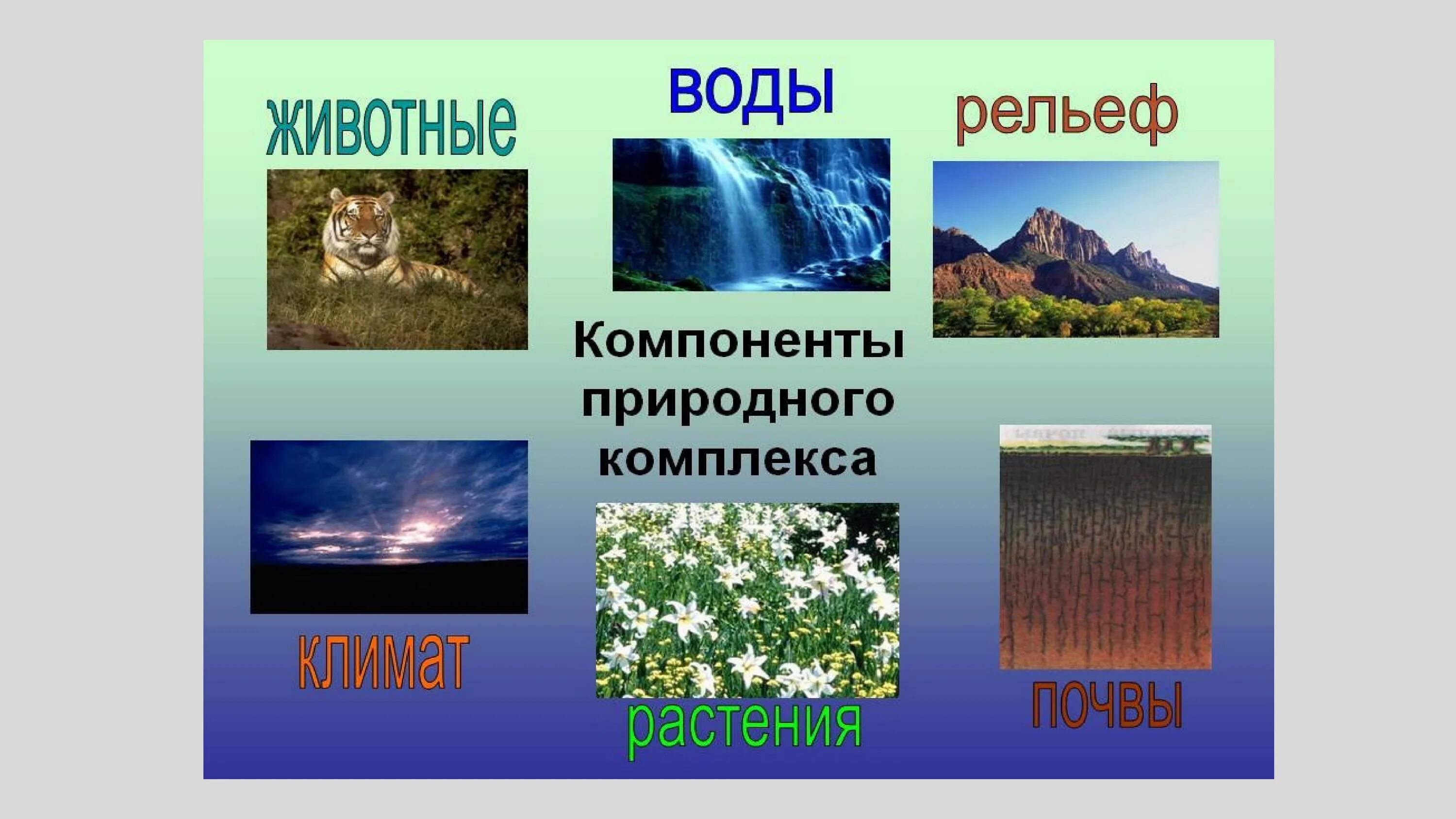 7 природных компонентов. Природные комплексы. Компоненты природного комплекса. Элементы природного комплекса. Природные компоненты природного комплекса.