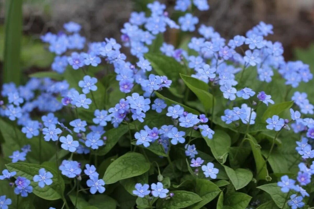 Незабудка посев. Бруннера Сибирская Brunnera sibirica. Бруннера Сибирская Незабудочник. Незабудка Бруннера Сибирская. Садовая Незабудка многолетняя Бруннера.