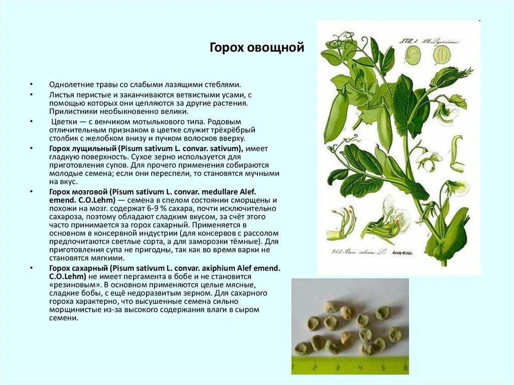 Описание гороха. Презентация на тему горох. Доклад про овощной горох. Однолетние травы семейства бобовые. Горох какая группа