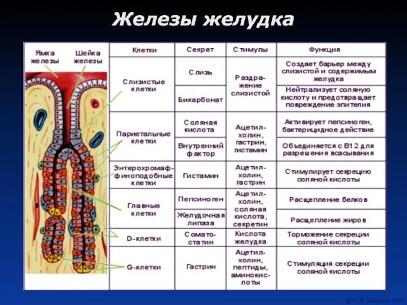 Собственные железы желудка типы клеток. Железы слизистой оболочки желудка функции. Функции желез слизистой желудка. Микроскопические железы желудка и кишечника строение и функции.