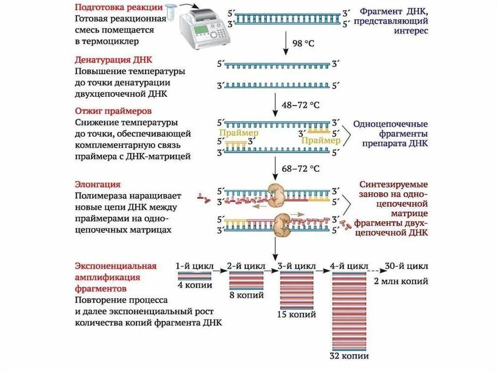 Этапы тест анализа. Этапы полимеразной цепной реакции ПЦР. . Полимеразная цепная реакция (ПЦР). Этапы. Этапы ПЦР микробиология. Схема полимеразной цепной реакции.