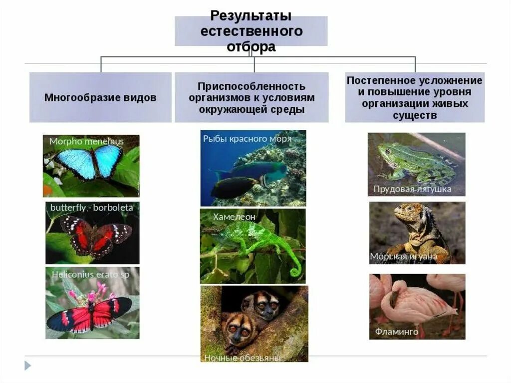 Результат естественного отбора. Приспособленность результат естественного отбора. Адаптация организмов к условиям окружающей среды. Итог естественного отбора. Приспособленность организмов презентация 9 класс