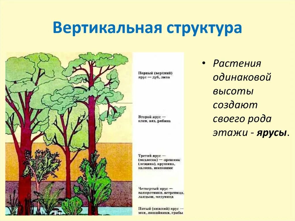 Растительное сообщество рисунок. Ярусность экосистемы. Пространственная структура экосистемы ярусность. Ярусность растений. Видовая и пространственная структура экосистем.