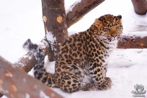 Леопард дальневосточный из красной